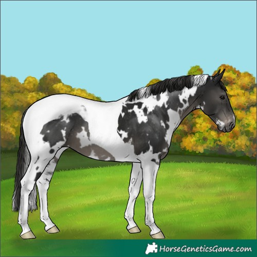 Horse Color:Gray White Spotted Smoky Black Tobiano Appaloosa