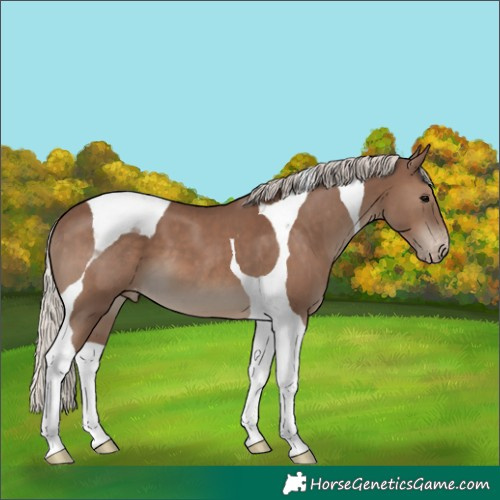 Horse Color:Silver Black Tobiano Appaloosa