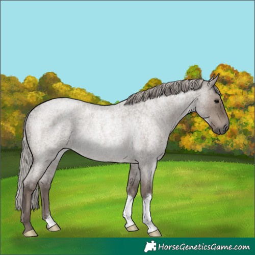 Horse Color:Silver Grullo Roan Rabicano