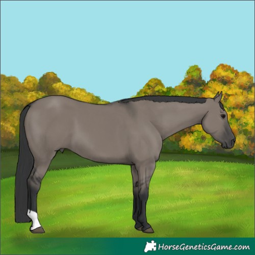 Horse Color:Grullo 