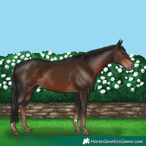 Horse Color:Liver Chestnut 