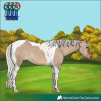 Horse Color:Silver Bay Dun Tobiano 