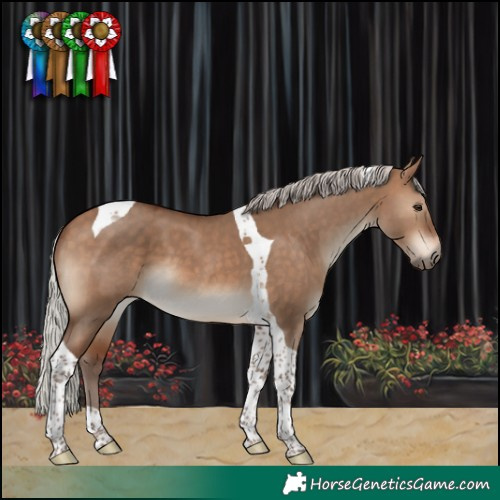 Horse Color:Silver Bay Dun Tobiano 
