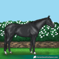 Horse Color:Black 