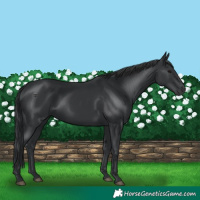 Horse Color:Black 