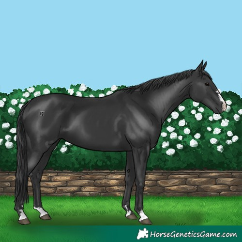 Horse Color:Black 
