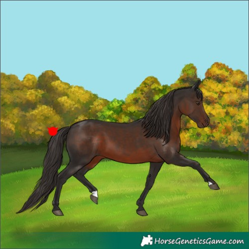 Horse Color:Liver Chestnut 