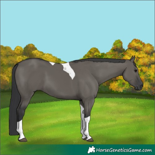 Horse Color:Grullo Tobiano 