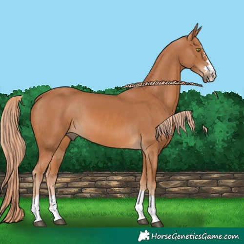 Horse Color:Chestnut 