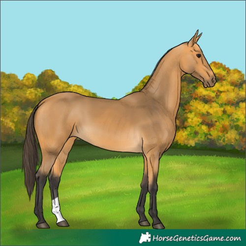 Horse Color:Buckskin 