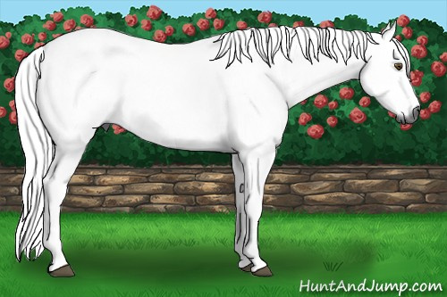 Horse Color:Gray Buckskin