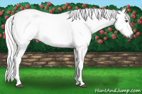 Horse Color:Gray Buckskin 