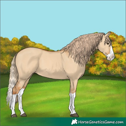 Horse Color:Red Dun Splash 