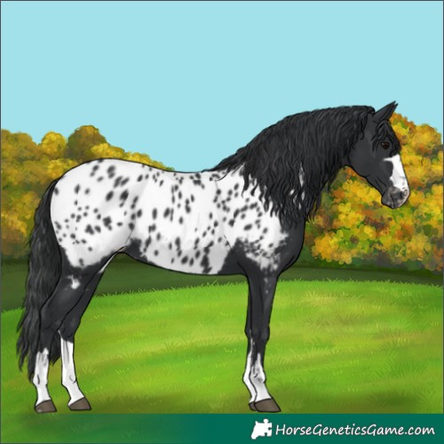 Horse Color:Black Near Leopard