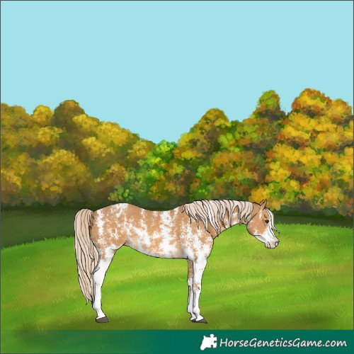 Horse Color:Palomino Sabino Varnish