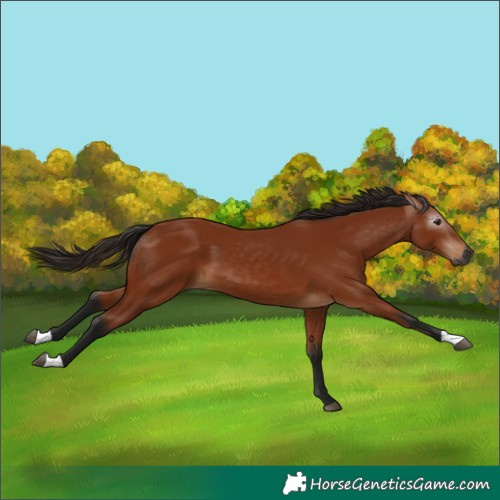 Horse Color:Gray Bay