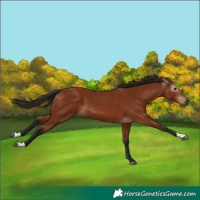Horse Color:Gray Bay 