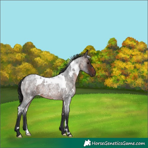 Horse Color:Unknown 