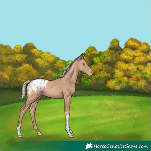 Horse Color:Unknown 
