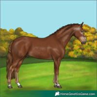 Horse Color:Unknown 