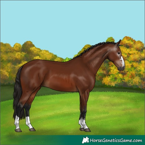 Horse Color:Unknown 