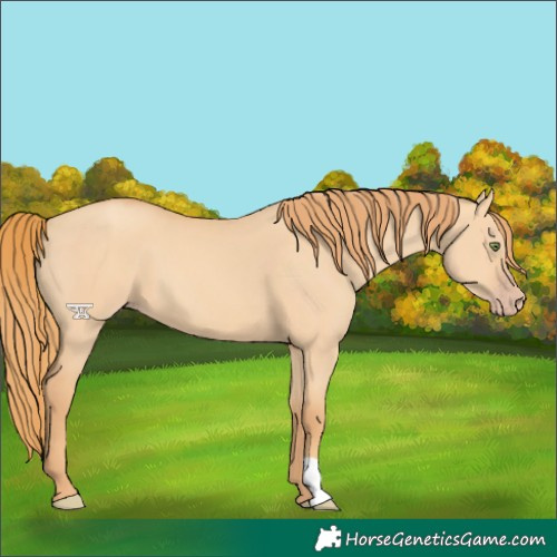 Horse Color:Gold Champagne Dun
