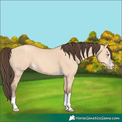 Horse Color:Amber Champagne Dun