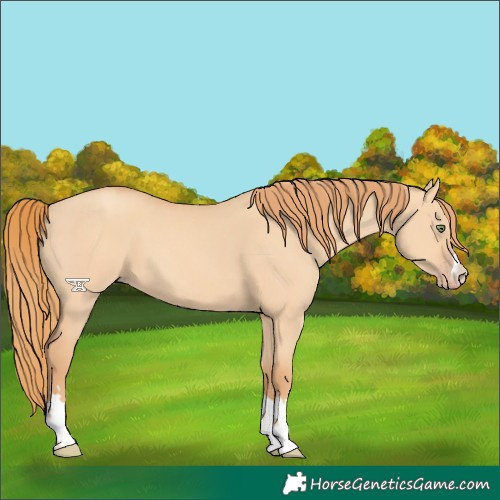 Horse Color:Gold Champagne Dun 