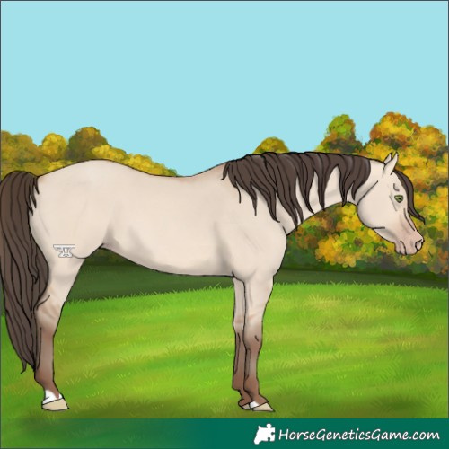 Horse Color:Amber Champagne Dun 