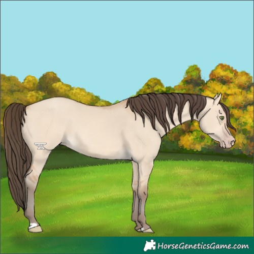 Horse Color:Amber Champagne Dun
