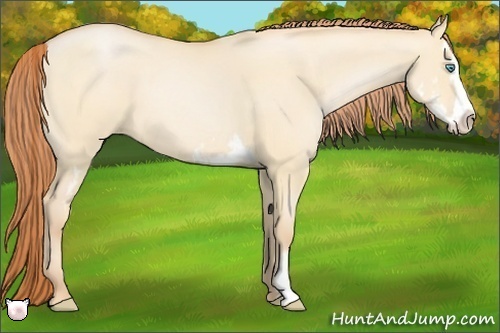 Horse Color:Buckskin Pearl Dun Sabino Splash Frame