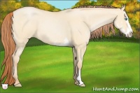 Horse Color:Buckskin Pearl Dun Sabino Splash Frame 
