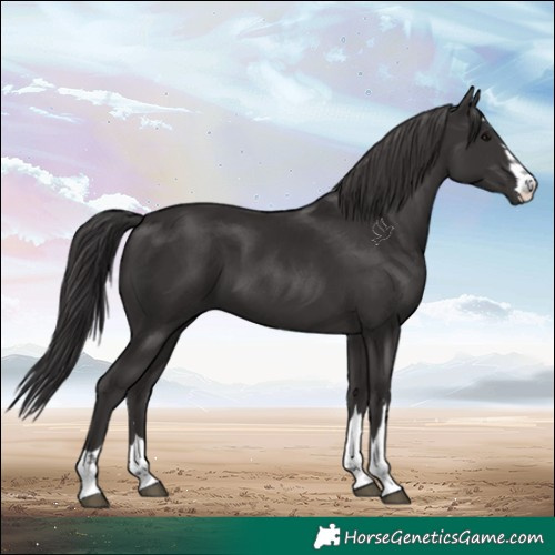 Horse Color:Smoky Black 