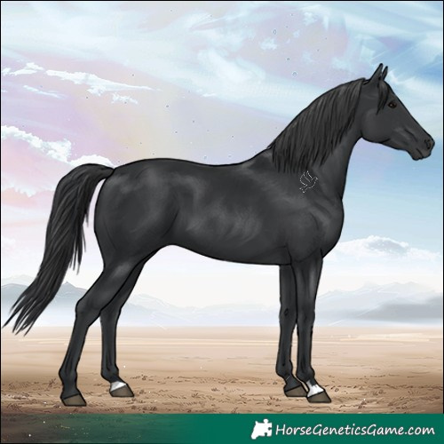 Horse Color:Black 