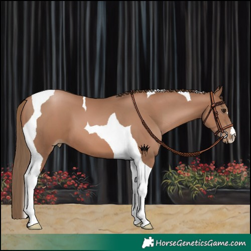 Horse Color:Black Pearl Tobiano