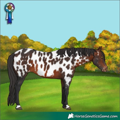 Horse Color:Brown Near Leopard