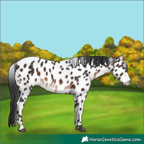 Horse Color:Brown Appaloosa