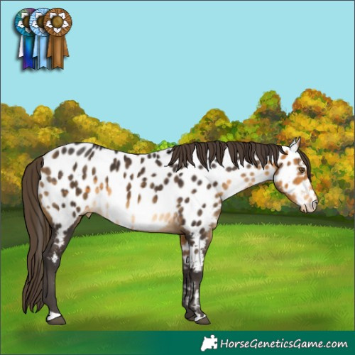 Horse Color:Buckskin Appaloosa