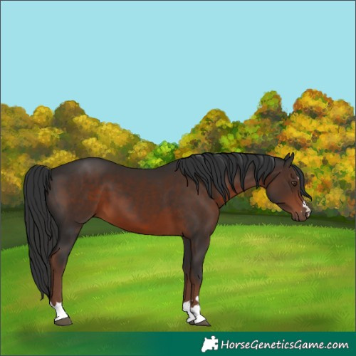 Horse Color:Liver Chestnut 