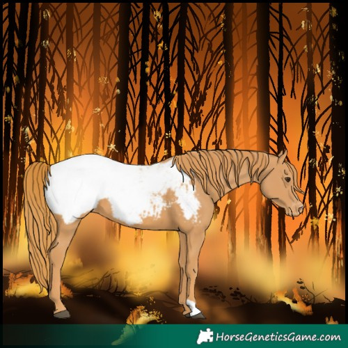 Horse Color:Chestnut Snowcap