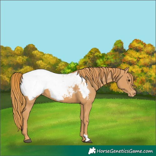 Horse Color:Chestnut Appaloosa
