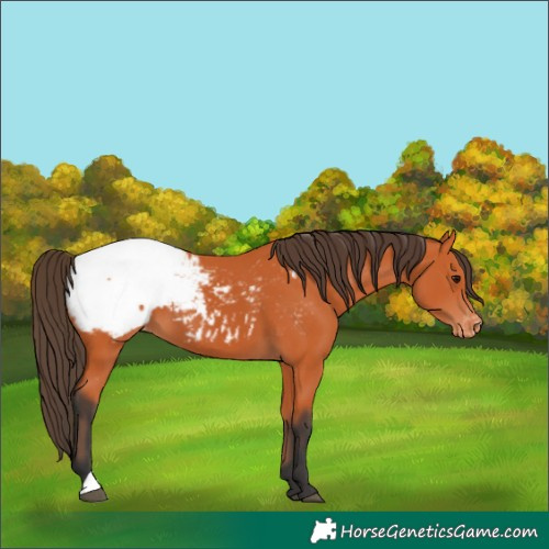 Horse Color:Bay Appaloosa