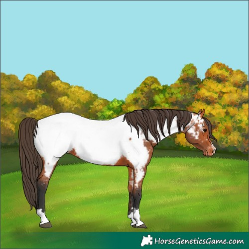 Horse Color:Bay Appaloosa