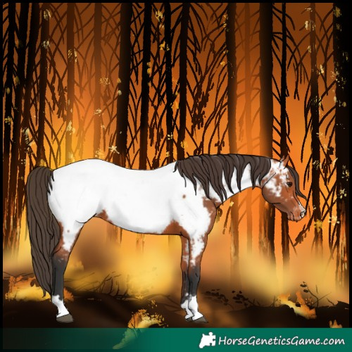 Horse Color:Bay Near Fewspot 