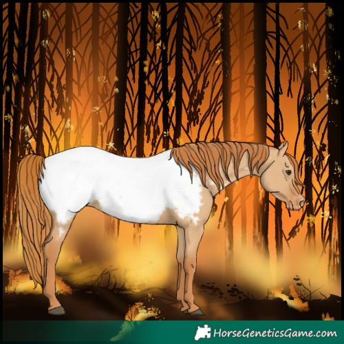 Horse Color:Red Dun Snowcap 