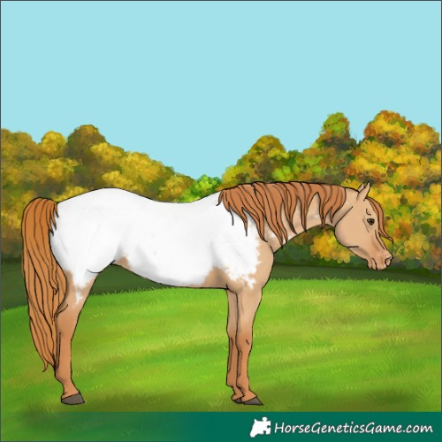 Horse Color:Red Dun Appaloosa