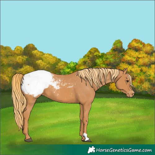Horse Color:Chestnut Appaloosa 