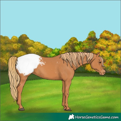 Horse Color:Chestnut Appaloosa