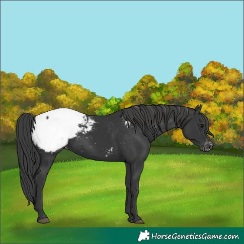 Horse Color:Black Appaloosa