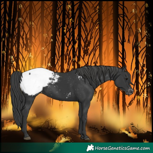 Horse Color:Black Snowcap 
